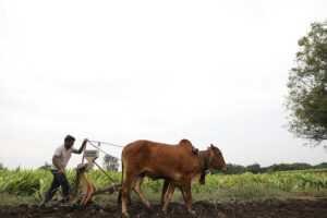 indian-farmers-united-india-live