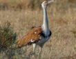 Great Indian Bustard को Jaisalmer के Desert National Park में छोड़ा गया