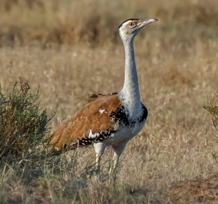 Great Indian Bustard को Jaisalmer के Desert National Park में छोड़ा गया