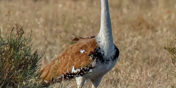 Great Indian Bustard को Jaisalmer के Desert National Park में छोड़ा गया
