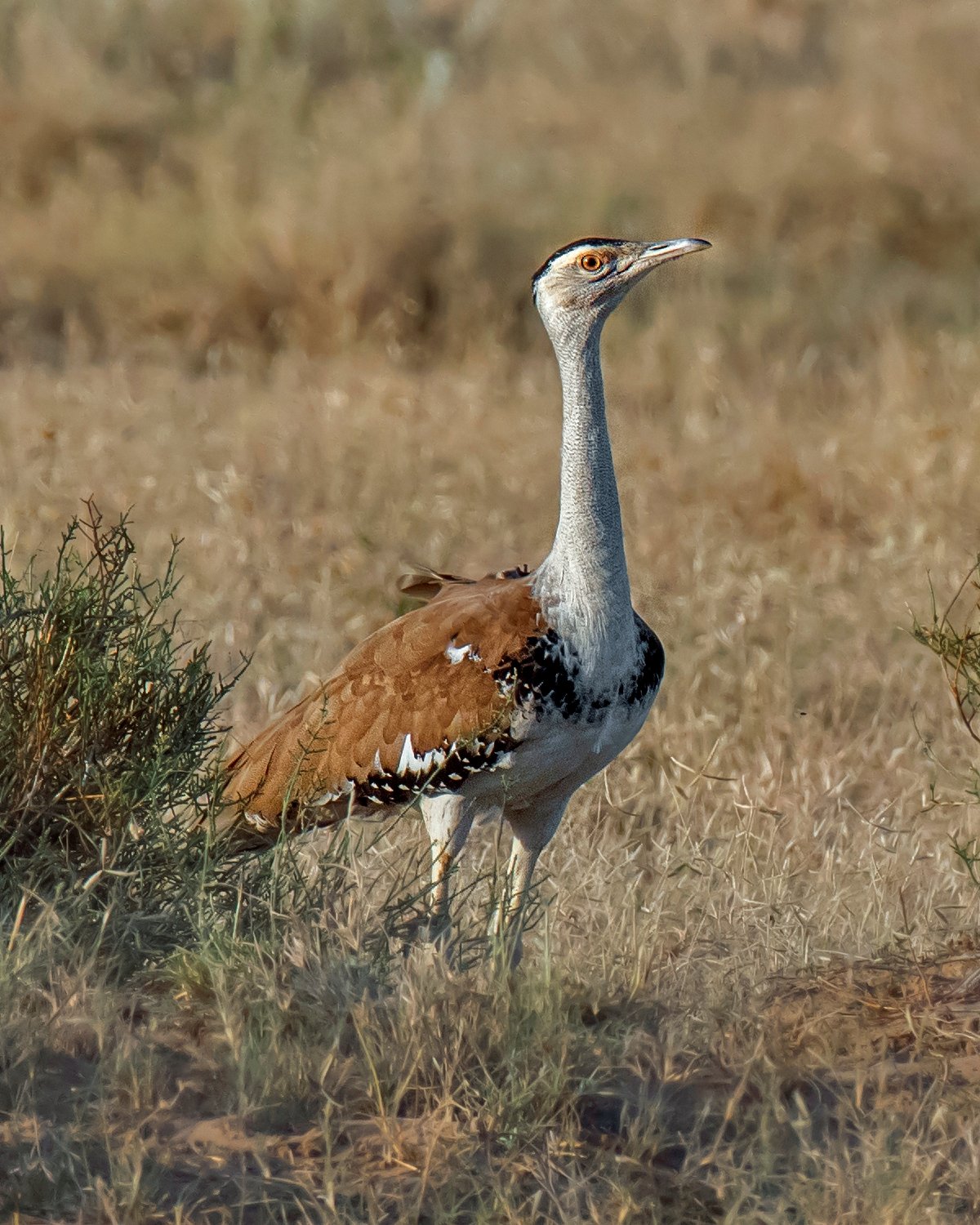 Great Indian Bustard को Jaisalmer के Desert National Park में छोड़ा गया