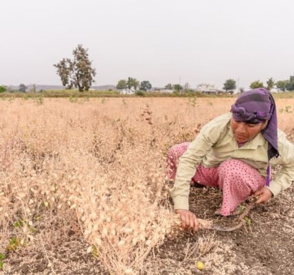 दलहन आत्मनिर्भरता मिशन के तहत किसान खेत में फसल की देखभाल करते हुए
