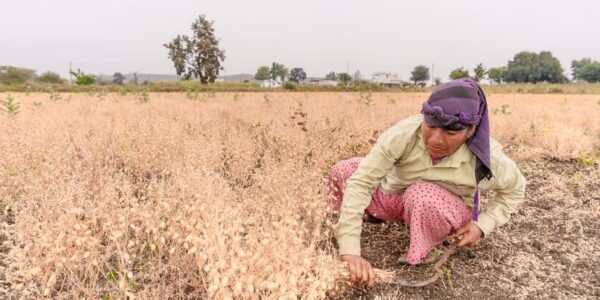दलहन आत्मनिर्भरता मिशन के तहत किसान खेत में फसल की देखभाल करते हुए