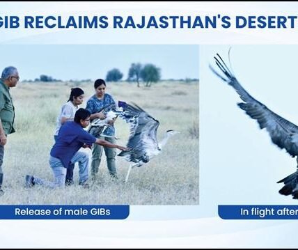 Great Indian Bustard संरक्षण के लिए पुनर्वास कार्यक्रम