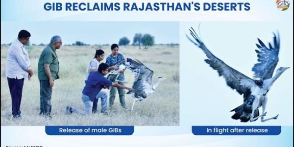 Great Indian Bustard संरक्षण के लिए पुनर्वास कार्यक्रम