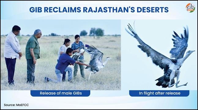 Great Indian Bustard संरक्षण के लिए पुनर्वास कार्यक्रम