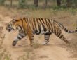 Buxa Tiger Reserve में छोड़ी गई बाघिन