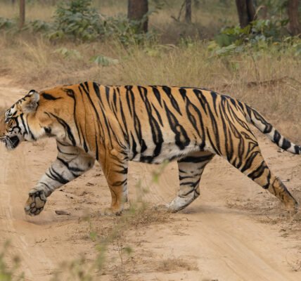 Buxa Tiger Reserve में छोड़ी गई बाघिन
