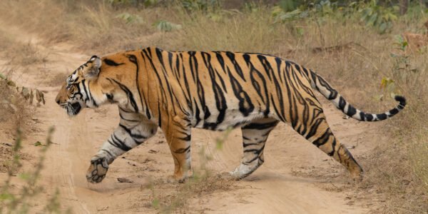 Buxa Tiger Reserve में छोड़ी गई बाघिन