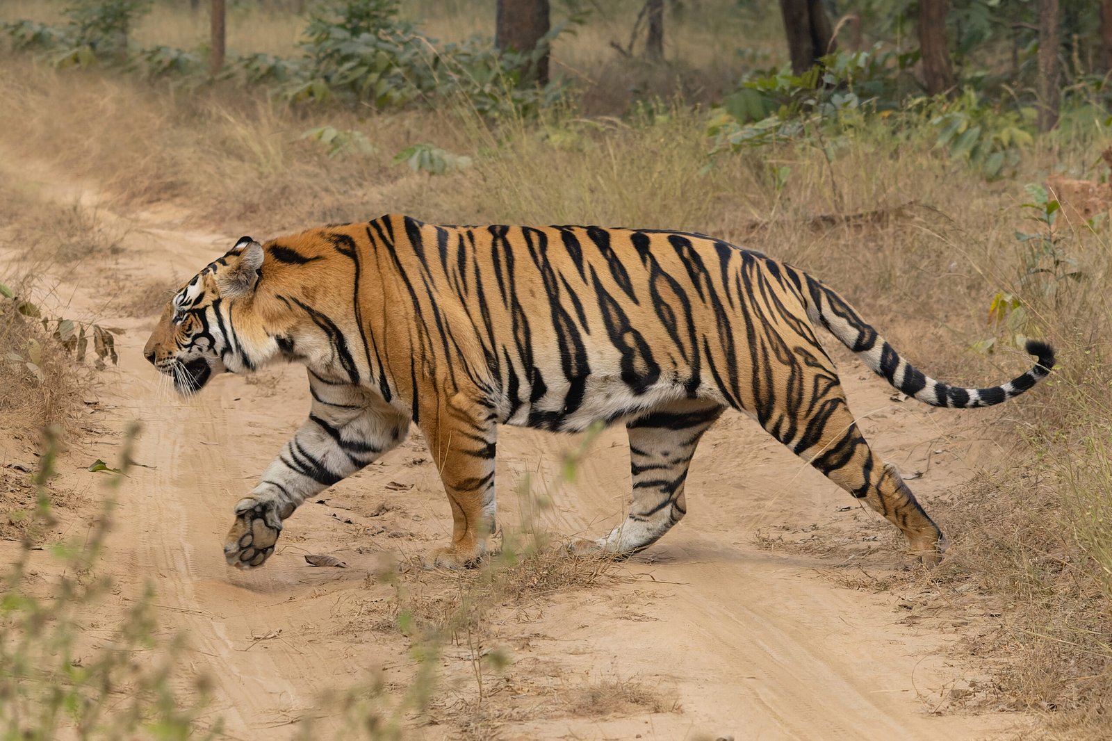 Buxa Tiger Reserve में छोड़ी गई बाघिन